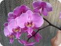 Phal. schilleriana La Flora